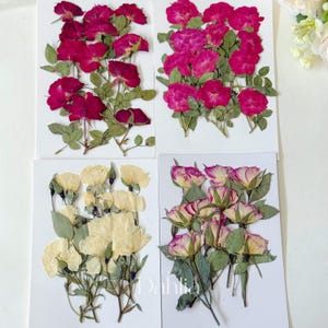 Puede incluir: Cuatro obras de arte de flores prensadas con rosas. Arriba a la izquierda, rosas rojo oscuro, arriba a la derecha, rosas rosa brillante, abajo a la izquierda, rosas color crema y abajo a la derecha, rosas rosas y blancas.