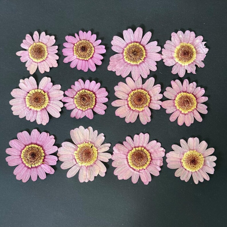 May include: Arrangement of twelve dried pink daisy flowers with yellow centers on a dark background. The petals are delicate and slightly faded, showcasing natural textures. Ideal for crafting or decorative purposes.