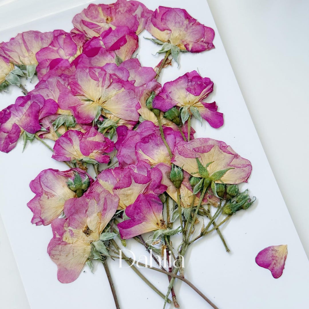 Pressed Mini Rose Flowers With Stems: Resin Art, Scrapbooking (12pcs ...