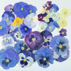May include: A collection of pressed pansy flowers in shades of blue, purple, yellow, and white. The flowers are arranged on a white background, showcasing their delicate petals and intricate details. The pansies vary in size and color intensity.