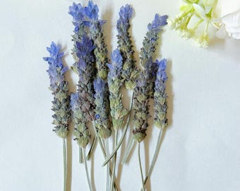 May include: Close-up of several dried lavender stems. The lavender buds are a vibrant purple, transitioning to green and brown along the stems. The image is set against a white background, with a few white flowers in the upper corners.