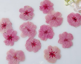Pressed Pink Sakura Flowers (12pcs): Resin Art, Cake Toppers
