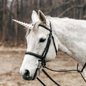May include: A white horse with a white unicorn horn attached to its head. The horse is wearing a brown leather bridle and a black halter.