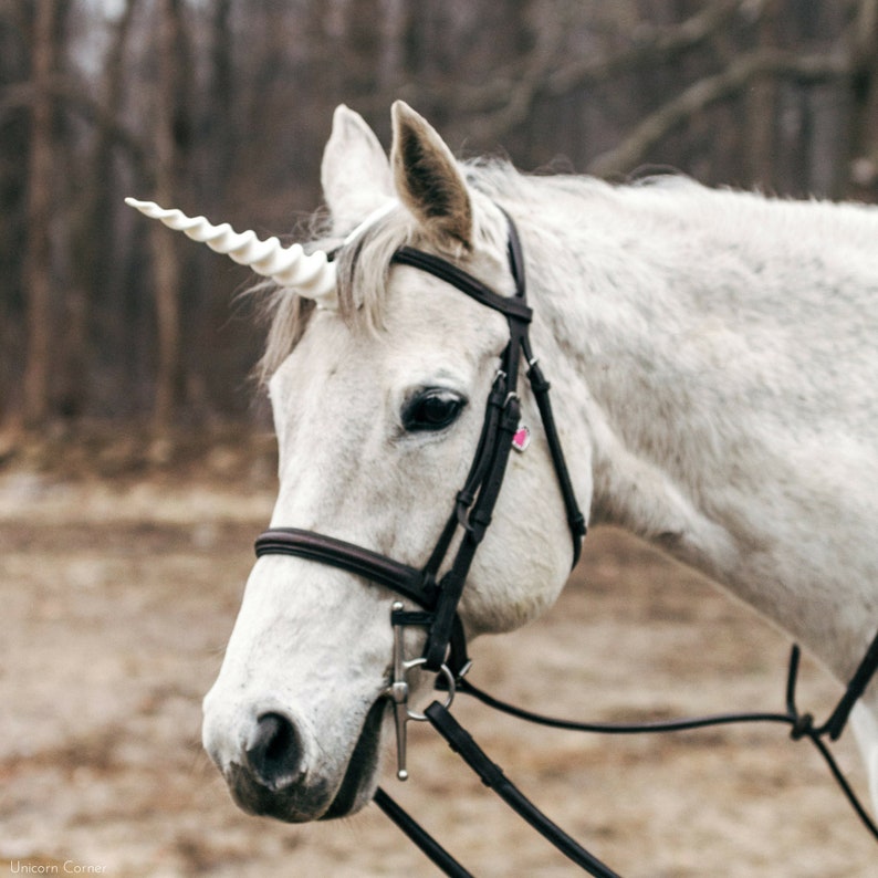 May include: A white horse with a white unicorn horn attached to its head. The horse is wearing a brown leather bridle and a black halter.