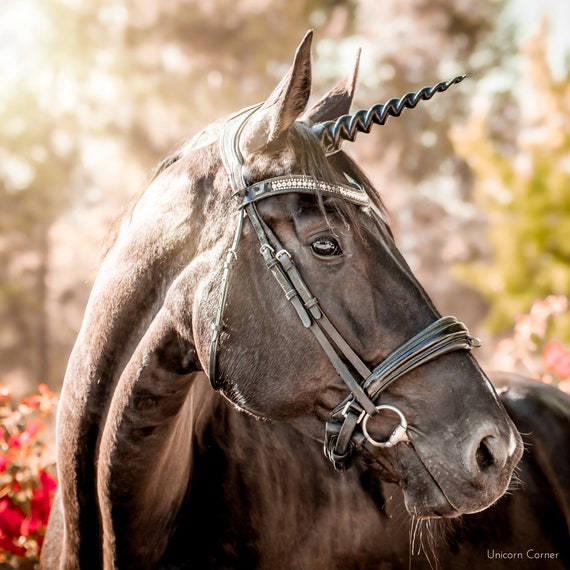 Close up braided horse hair hi-res stock photography and images - Alamy