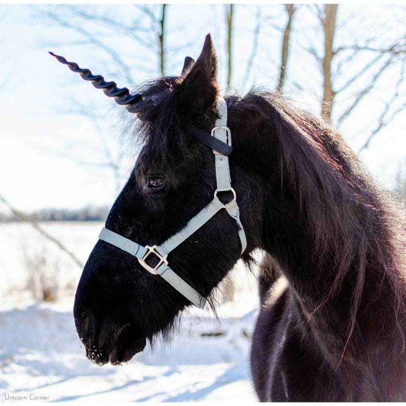 May include: A black horse with a white halter and a black, curled horn attached to its head. The horse is standing in a snowy field.