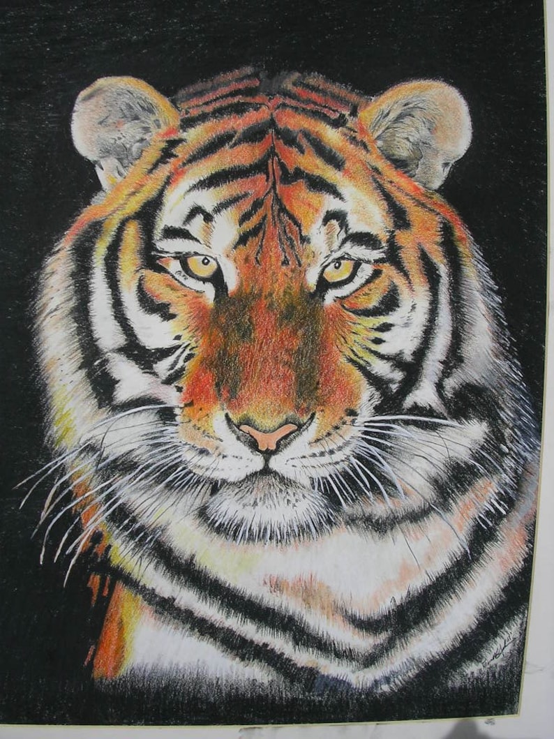 Tiger Bengal Original Pastel Drawing Etsy