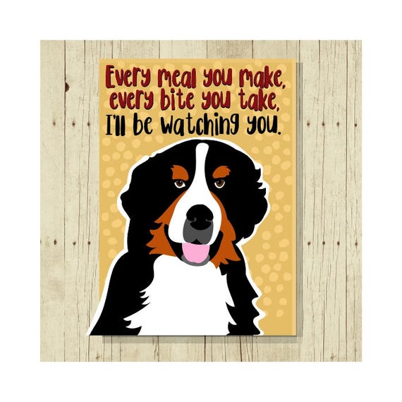 bernese mountain dog lovers