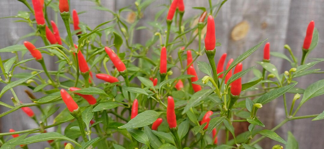 Demon Chilli 10 Demon Red Chilli Pepper Seeds (hot, Beginner) - Etsy UK