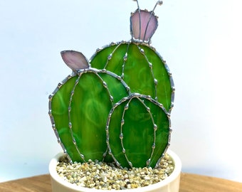 Powder Puff Cactus, in a pot