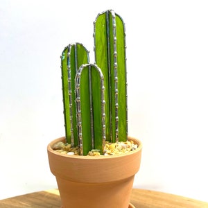 Fairy Castle Cactus, in a pot