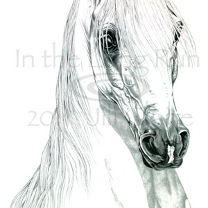 Arabian Horse Art Graphite Portrait Print Jill Claire Original image 1