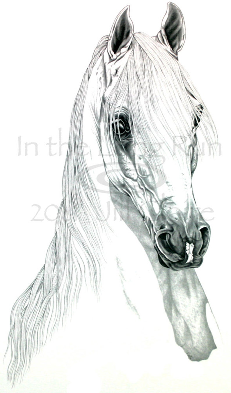 Arabian Horse Art Graphite Portrait Print Jill Claire Original image 1