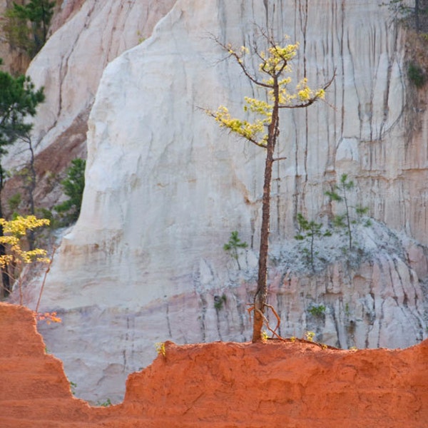 Providence Canyon Georgia State Park image titled The Wall -- Limited Editions in Various Sizes