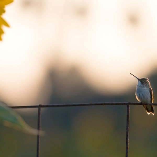 Hummingbird Photo titled Big Flower Little Bird -- Limited Editions in Various Sizes by Hazel Berger