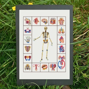 Op de afbeelding: Een ingelijste kruissteek die de menselijke anatomie weergeeft. Het kunstwerk toont een centraal skelet omringd door gedetailleerde illustraties van verschillende organen, waaronder de hersenen, het hart en de longen. Het kleurenpalet omvat tinten beige, blauw en rood.