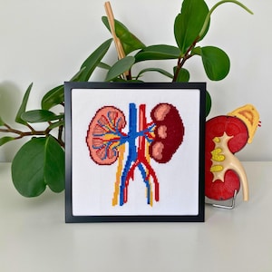 Puede incluir: Un bordado de punto de cruz enmarcado de un diagrama de anatomía del riñón. La obra presenta una representación detallada de los riñones, con hilos rojos, azules, amarillos y marrones. El marco es negro y el fondo es blanco. Un modelo de riñón está a la derecha.