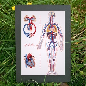 Anatomical Blood Circulation Cross Stitch Pattern: Human Anatomy Embroidery (PDF Download)