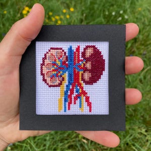May include: A framed cross-stitch of a detailed kidney anatomy illustration. The artwork shows the kidneys in red and pink, with blue, yellow, and red veins and arteries. It's set on a white background and framed in black, suitable for medical enthusiasts.