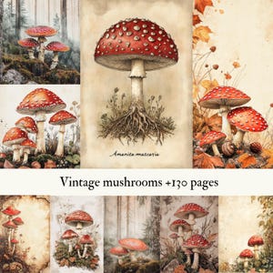 130+ Toadstool Illustrationen, Pilze im Vintage Stil, Antik, Journal, Botanische Kunst, Scrapbook Kit, Ausgefranst