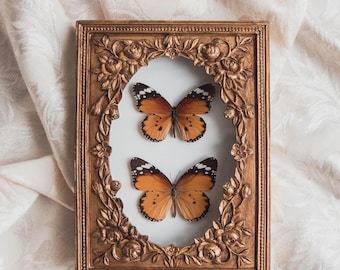 Real Framed Pair of African Monarch Butterflies Mounted in a Vintage Floral Gold Frame