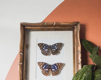 Real Frmaed Pair of Purple Emperor Butterflies Mounted in a Vintage Gold Wooden Frame