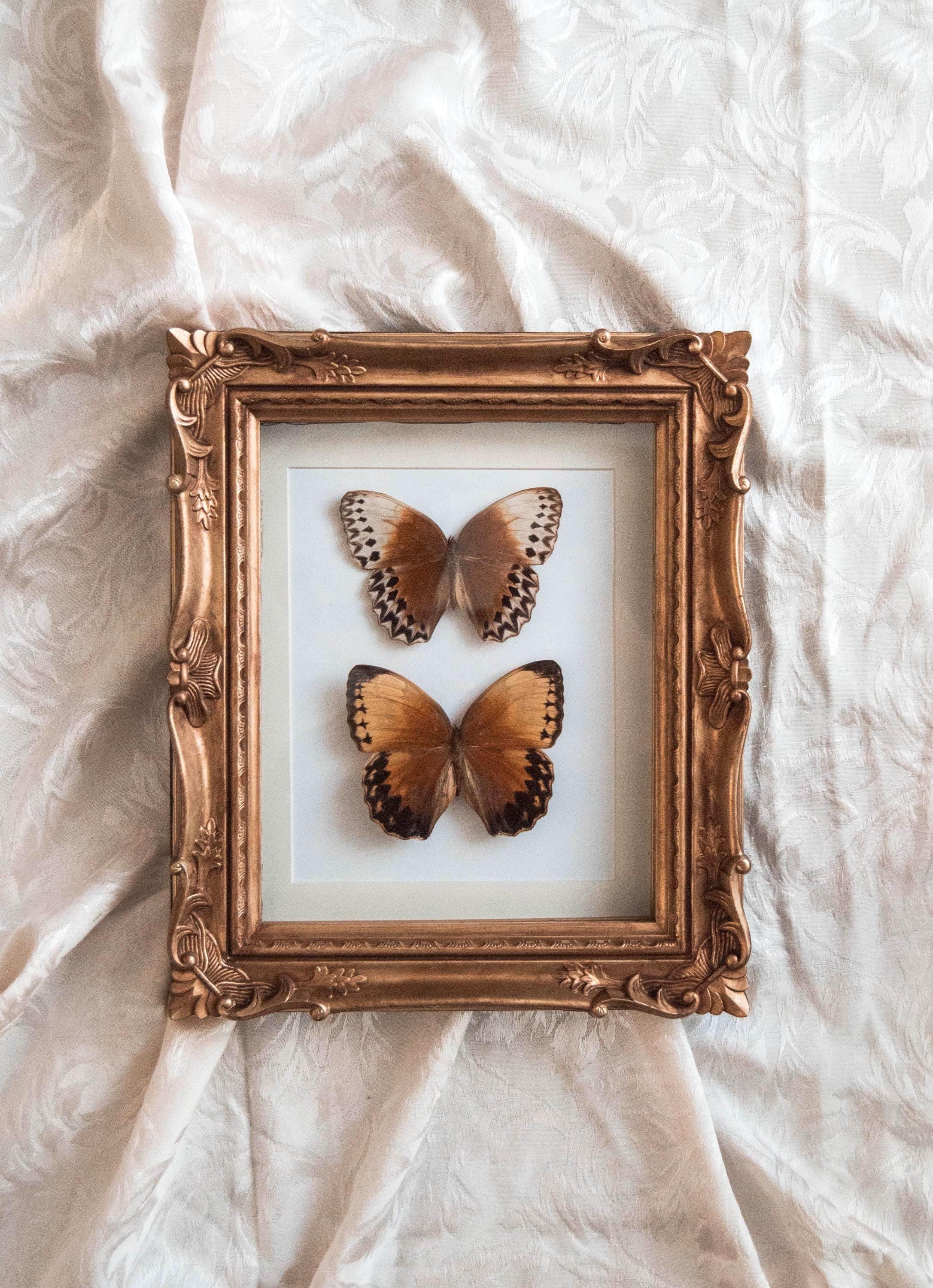 Real Framed Pair of Jungle Queen Butterflies Mounted in a Vintage Ornate Gold Frame