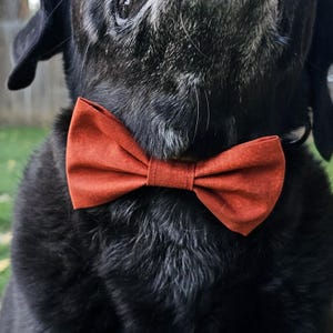 May include: A close-up of a black dog wearing a rust-colored bow tie. The bow tie is centered on the dog's chest and is made of a textured fabric. The dog's fur is dark and glossy, with some graying around the muzzle.