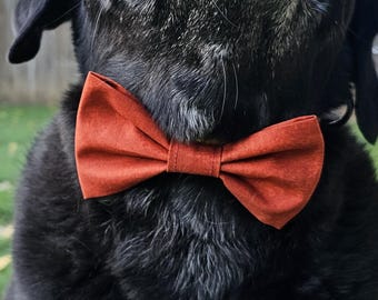 Pajarita para perro de color naranja cálido que se desliza sobre un collar en tallas pequeñas y grandes