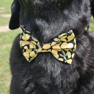 Pode incluir: Um cão preto usando uma gravata borboleta com estampa de limão. A gravata borboleta tem um fundo preto com limões amarelos e folhas verdes. O pelo do cão é preto com alguns pelos grisalhos visíveis.