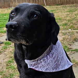 May include: A black Labrador Retriever wearing a white lace bandana with a maroon trim. The dog is looking up with brown eyes, set against a background of green grass and a wooden fence.