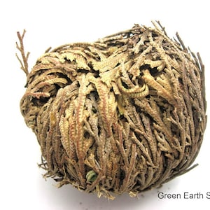 May include: A brown and tan dried flower ball, also known as a desert rose, with a textured surface. The flower ball is on a white background. Green Earth Stones.