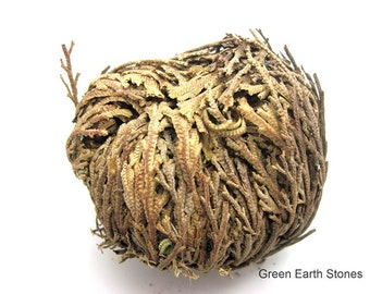 Jericho Flower, Rose of Jericho, Love, Pagan Wiccan, Magic, Power, Aromatherapy, Plants, Dried Flowers, Herbs, Roots, Magic,