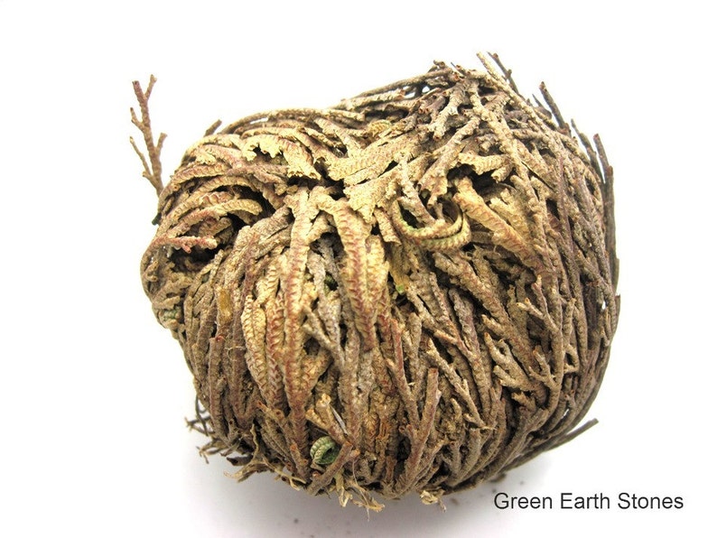 May include: A brown and tan dried flower ball, also known as a desert rose, with a textured surface. The flower ball is on a white background. Green Earth Stones.