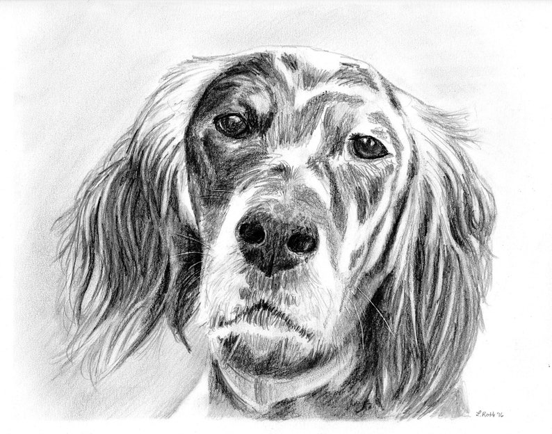 Custom graphite pencil pet portrait 8 x 10 image 4