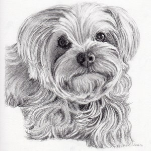 Custom graphite pencil pet portrait 8 x 10 image 3