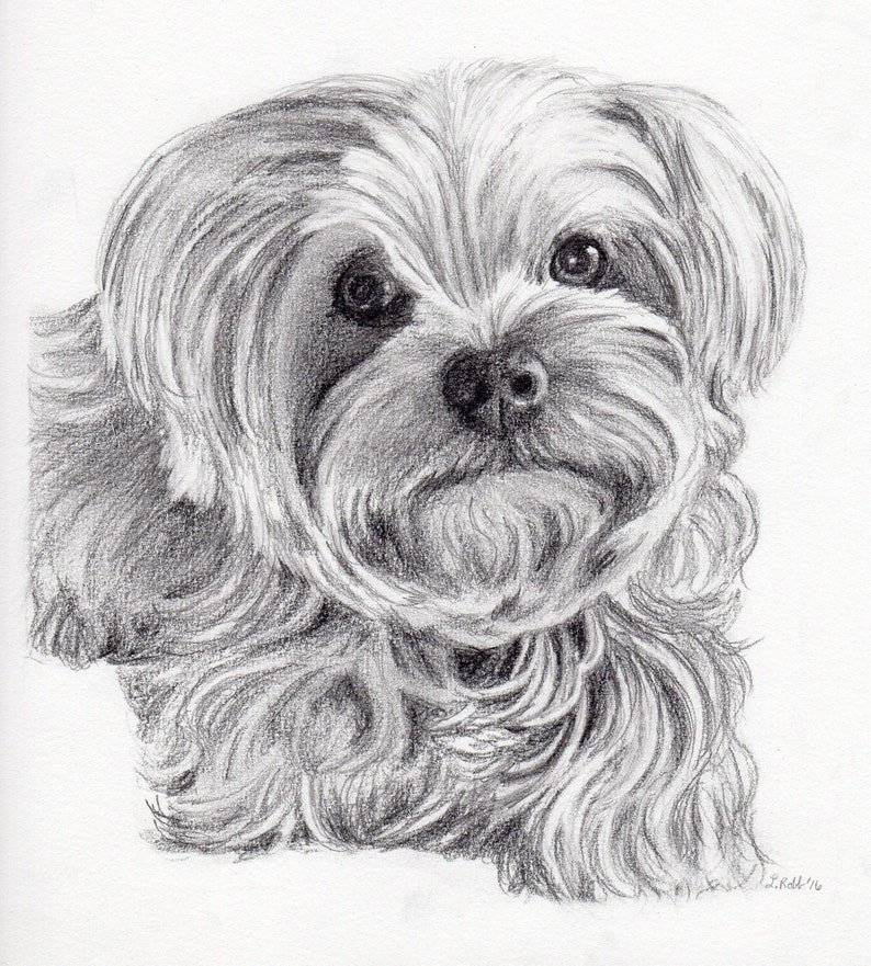 Custom graphite pencil pet portrait 8 x 10 image 3