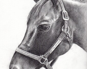 Custom horse pet portrait in graphite pencil 8x10 original