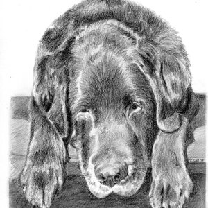 Personalized 8x10 Graphite Drawing of Your Beloved Canine