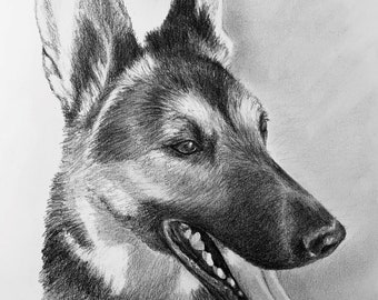 May include: A black and white pencil drawing of a German Shepherd dog with its tongue sticking out. The dog is looking to the right of the image.