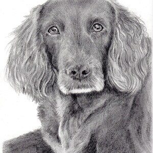 Custom Dog Pet Portrait Pencil 8x10