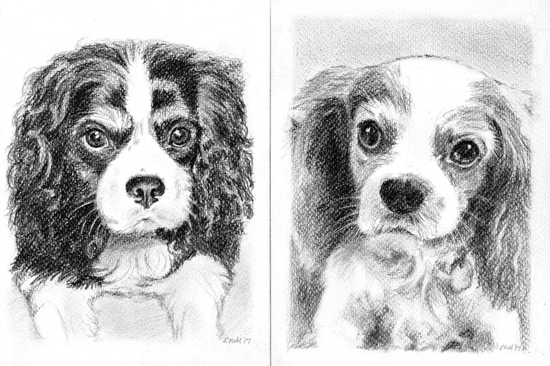 Custom 5x7 Pet Portrait in Graphite Pencil