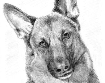 Custom graphite pencil pet portraits 8" x 10"