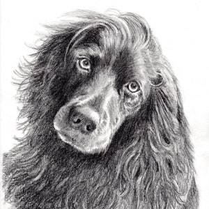 Custom graphite pencil pet portrait 8 x 10 image 5