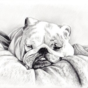 Custom Dog Pet Portrait Graphite Pencil 8x10