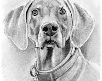 Two graphite pencil pet portraits 8" x 10"