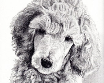 Custom graphite pencil pet portrait 8" x 10"