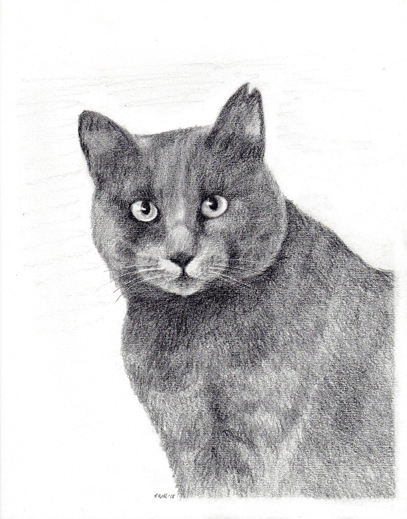 Custom kitty 8 x 10 graphite pencil pet portraits