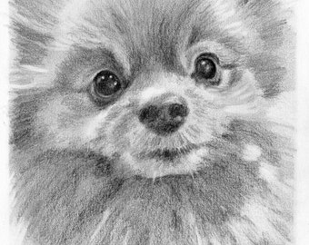 Custom 5x7 Pet Portrait Graphite Pencil