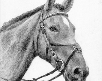 Custom horse pet portrait in graphite pencil 8x10 original